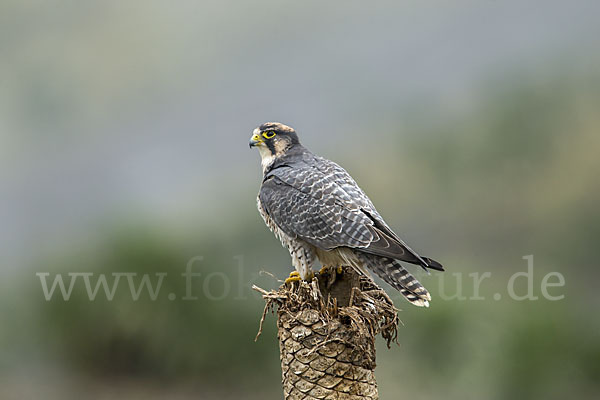 Lannerfalke sspec.2 (Falco biarmicus abyssinicus)