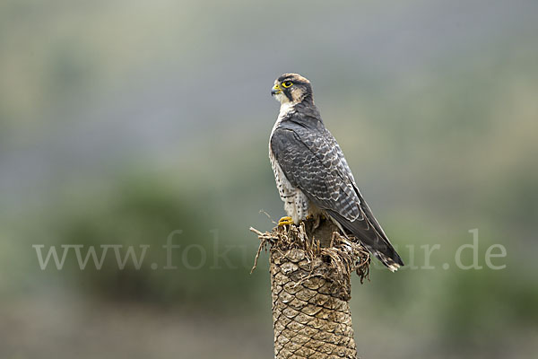 Lannerfalke sspec.2 (Falco biarmicus abyssinicus)