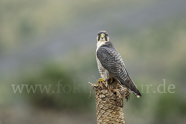 Lannerfalke sspec.2 (Falco biarmicus abyssinicus)