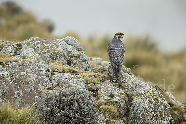 Lannerfalke sspec.2 (Falco biarmicus abyssinicus)