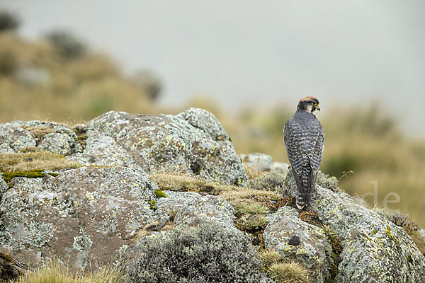 Lannerfalke sspec.2 (Falco biarmicus abyssinicus)