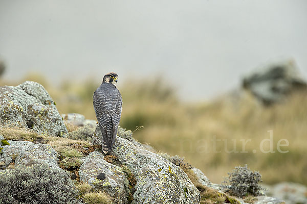 Lannerfalke sspec.2 (Falco biarmicus abyssinicus)