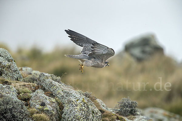 Lannerfalke sspec.2 (Falco biarmicus abyssinicus)