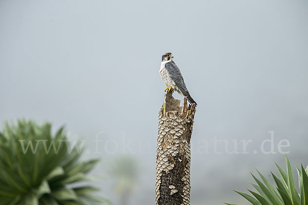 Lannerfalke sspec.2 (Falco biarmicus abyssinicus)