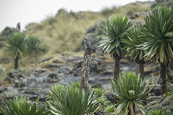 Lannerfalke sspec.2 (Falco biarmicus abyssinicus)