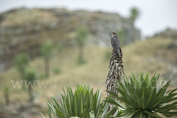 Lannerfalke sspec.2 (Falco biarmicus abyssinicus)