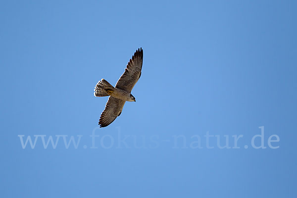 Lannerfalke sspec.2 (Falco biarmicus abyssinicus)