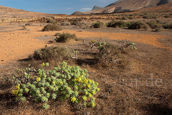 Lanzarote (Kanarische Inseln)