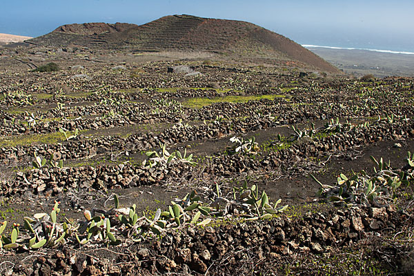 Lanzarote (Kanarische Inseln)