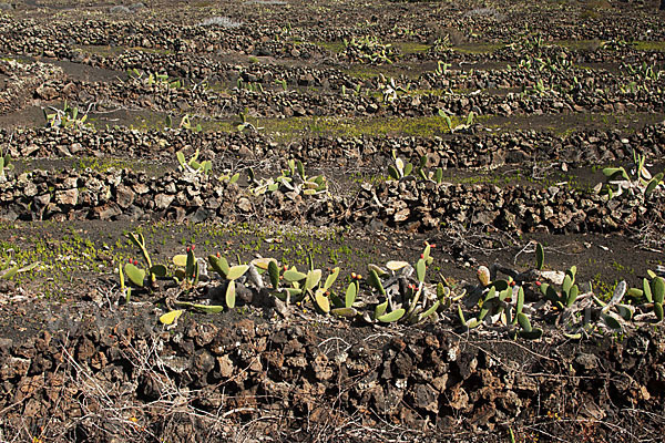 Lanzarote (Kanarische Inseln)