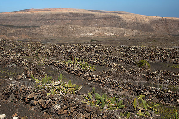 Lanzarote (Kanarische Inseln)