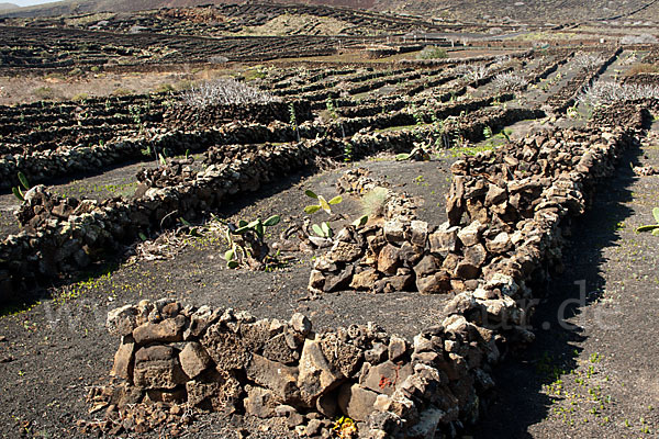 Lanzarote (Kanarische Inseln)