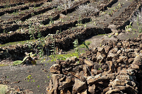 Lanzarote (Kanarische Inseln)