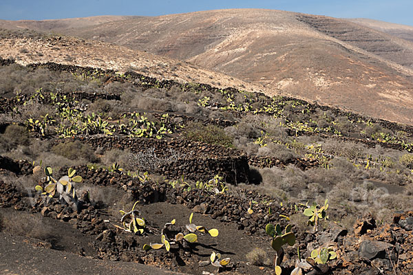 Lanzarote (Kanarische Inseln)