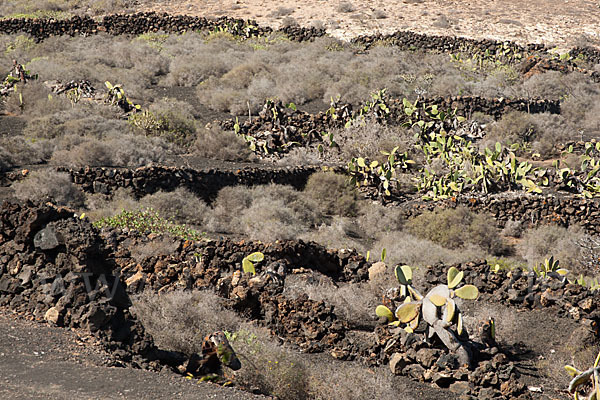 Lanzarote (Kanarische Inseln)