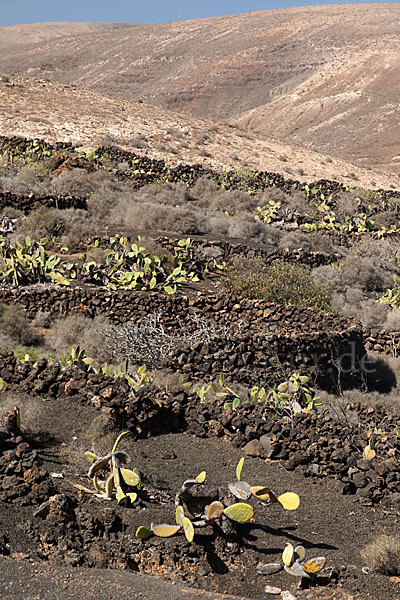 Lanzarote (Kanarische Inseln)