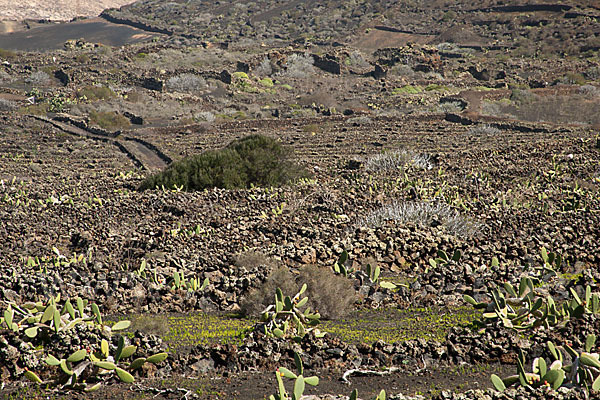 Lanzarote (Kanarische Inseln)