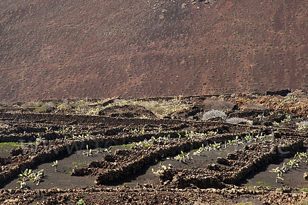 Lanzarote (Kanarische Inseln)