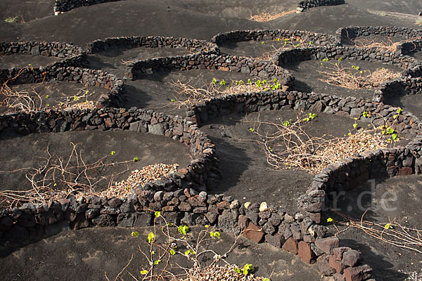 Lanzarote (Kanarische Inseln)