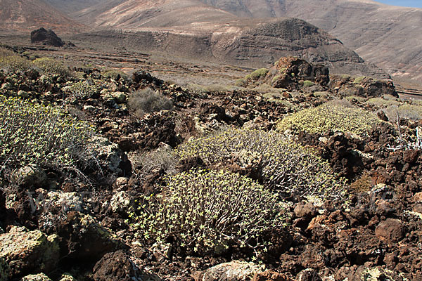 Lanzarote (Kanarische Inseln)