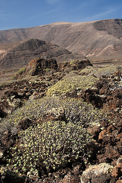 Lanzarote (Kanarische Inseln)