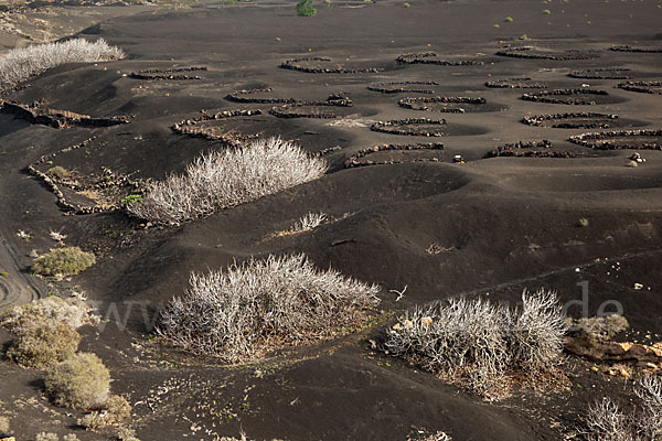 Lanzarote (Kanarische Inseln)