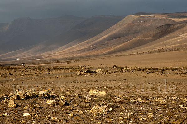 Lanzarote (Kanarische Inseln)