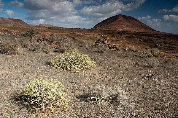 Lanzarote (Kanarische Inseln)