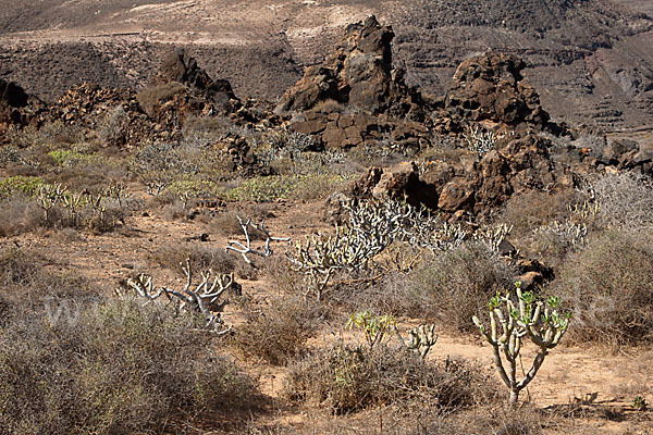 Lanzarote (Kanarische Inseln)