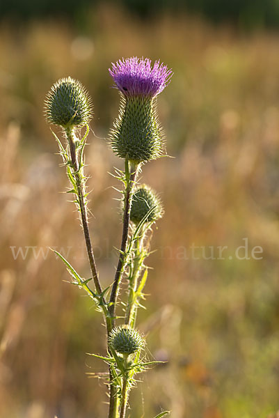 Lanzett-Kratzdistel (Cirsium vulgare)