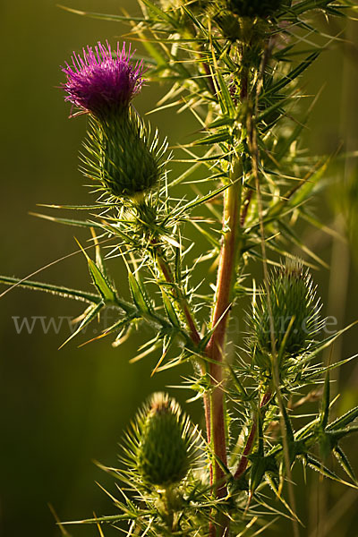 Lanzett-Kratzdistel (Cirsium vulgare)