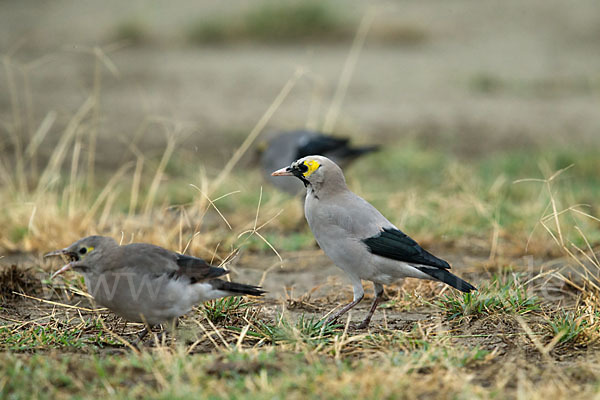 Lappenstar (Creatophora cinerea)