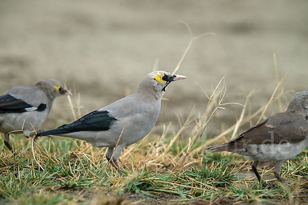 Lappenstar (Creatophora cinerea)