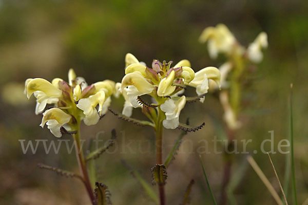 Lappländisches Läusekraut (Pedicularis lapponica)