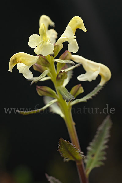 Lappländisches Läusekraut (Pedicularis lapponica)