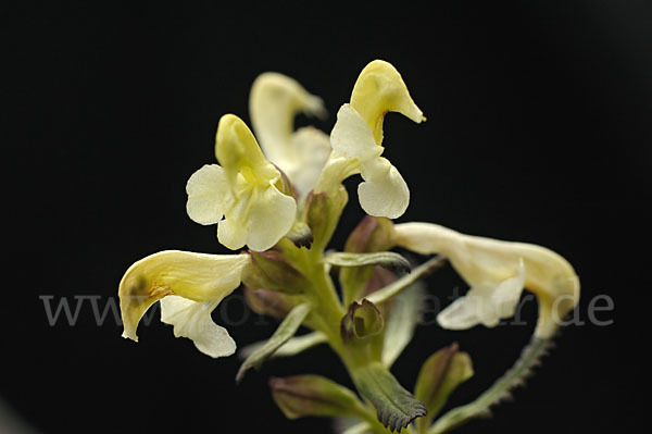 Lappländisches Läusekraut (Pedicularis lapponica)