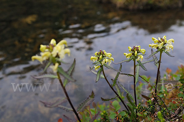 Lappländisches Läusekraut (Pedicularis lapponica)