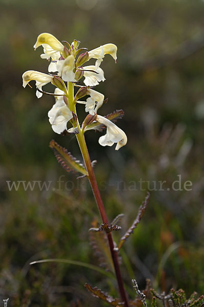 Lappländisches Läusekraut (Pedicularis lapponica)