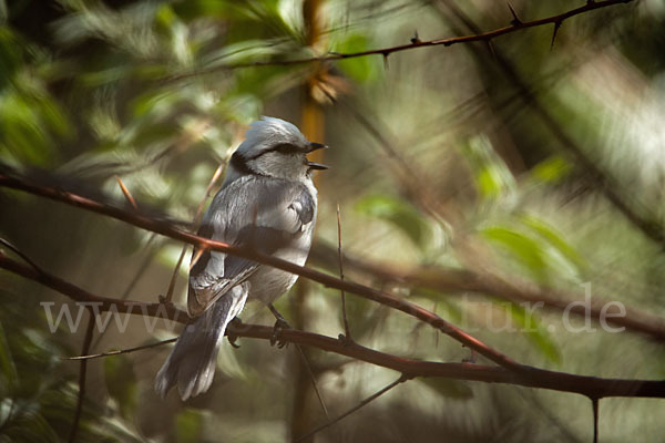 Lasurmeise (Parus cyanus)