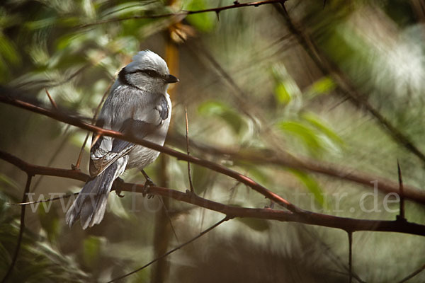 Lasurmeise (Parus cyanus)