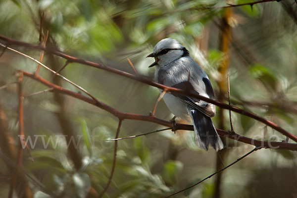 Lasurmeise (Parus cyanus)