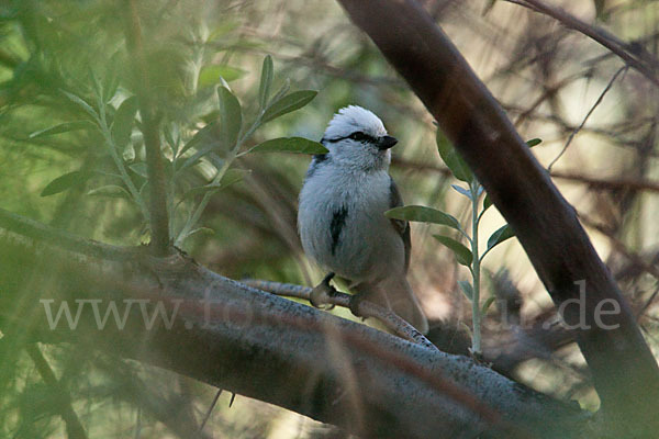 Lasurmeise (Parus cyanus)