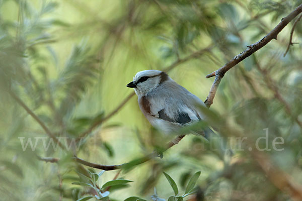 Lasurmeise (Parus cyanus)