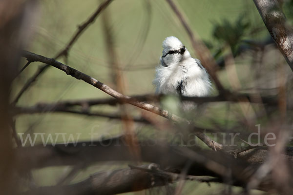 Lasurmeise (Parus cyanus)