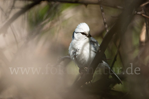 Lasurmeise (Parus cyanus)