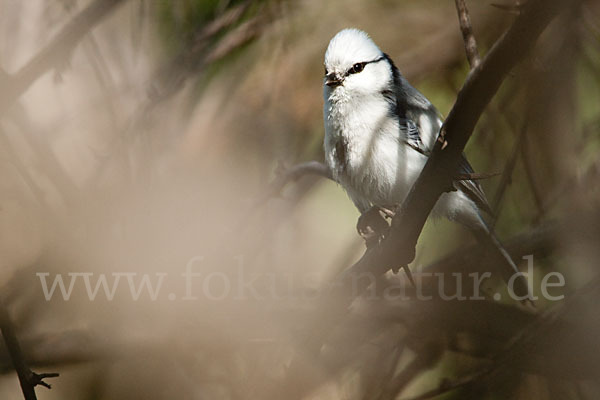 Lasurmeise (Parus cyanus)