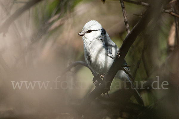 Lasurmeise (Parus cyanus)