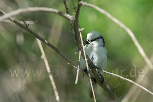 Lasurmeise (Parus cyanus)