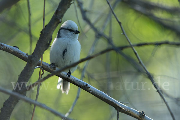 Lasurmeise (Parus cyanus)