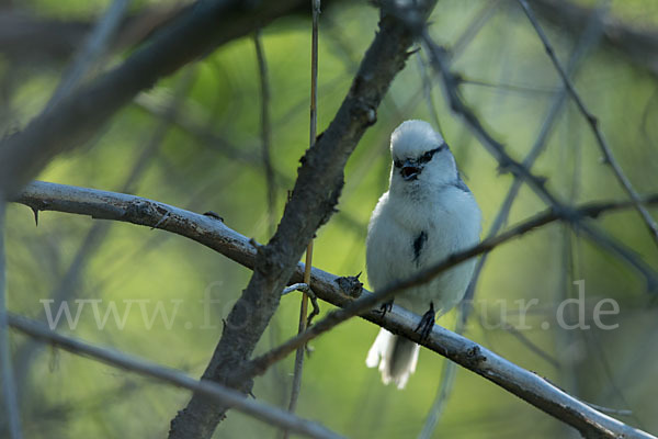 Lasurmeise (Parus cyanus)